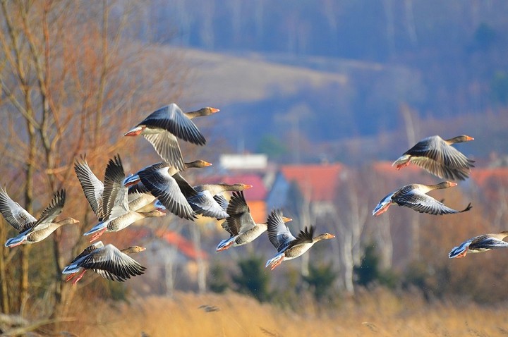 Uroki Tolkmicka.