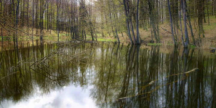 "Leśne oczko"