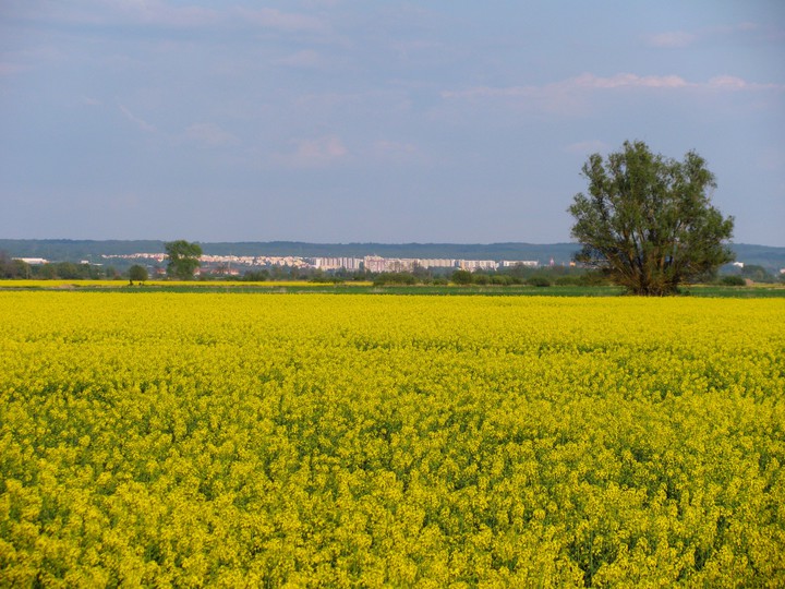 Wiosenny widok na Elbląg (1)