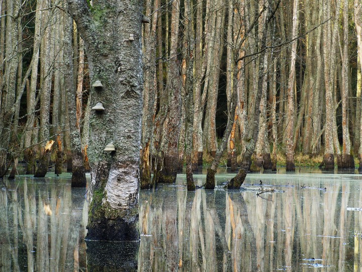 "Bagienne uroczysko"