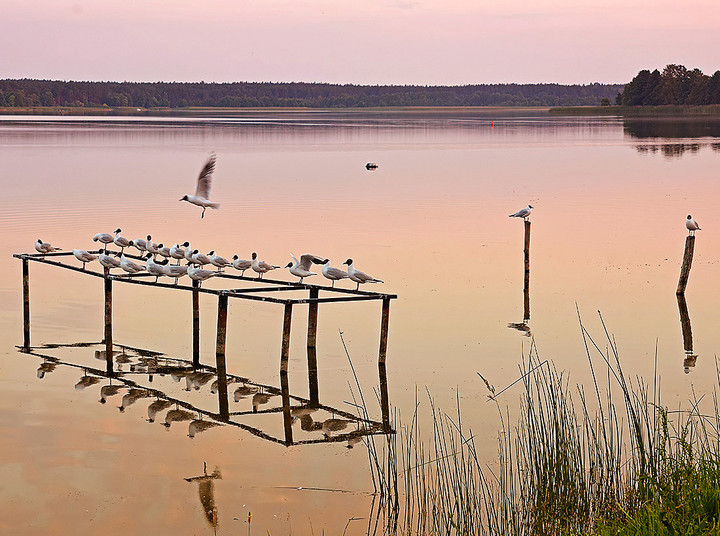 Ptasie pogawędki.