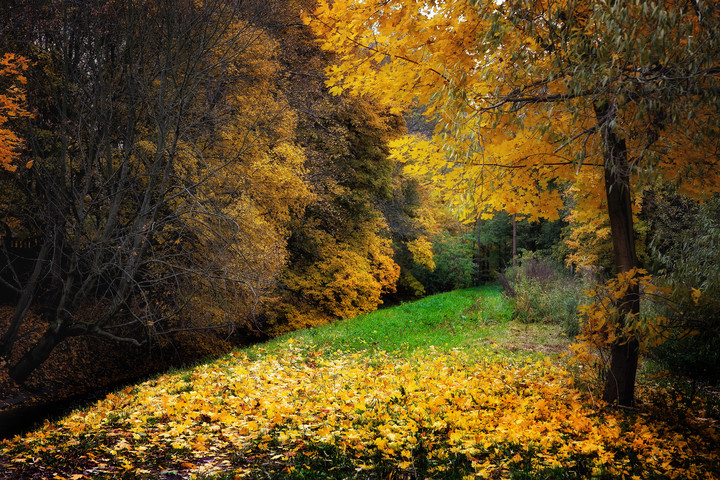 Klon nad Kumielą.