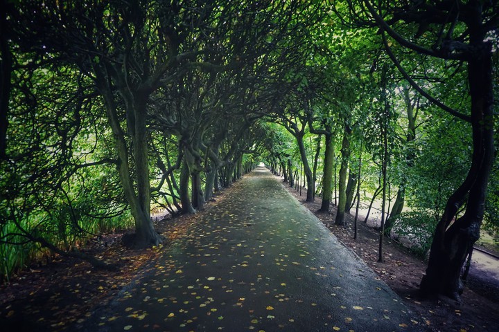 Green tunnel in the middle of the city