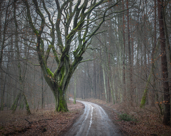 Stary dąb