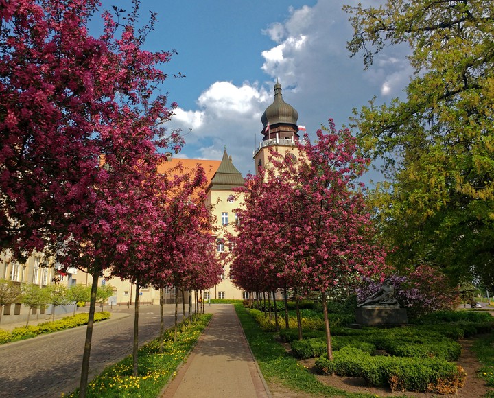 Kwitnąca alejka