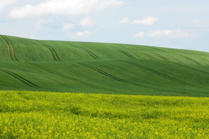 Falujące pola