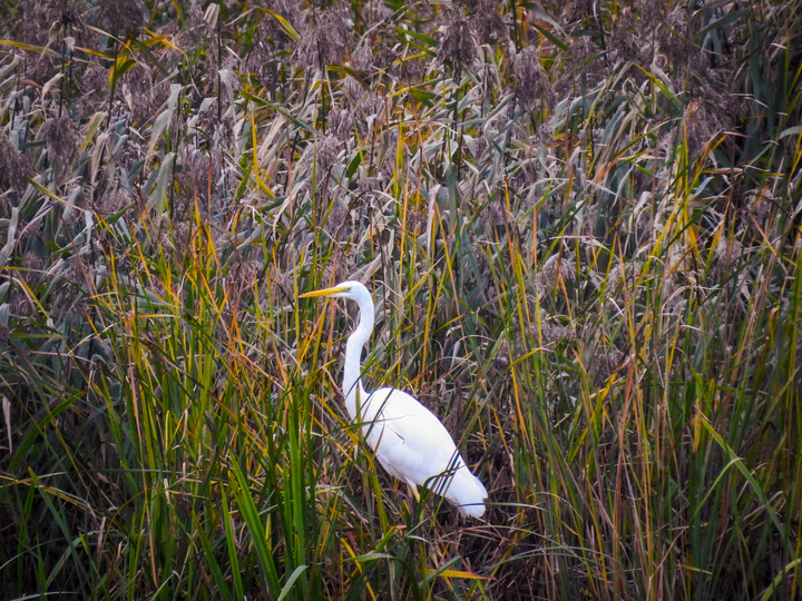 Czapla biała (Ardea alba)