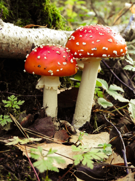 Muchomor Czerwony (Amanita muscaria)