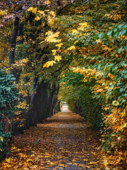 Elbląg, ul. Częstochowska