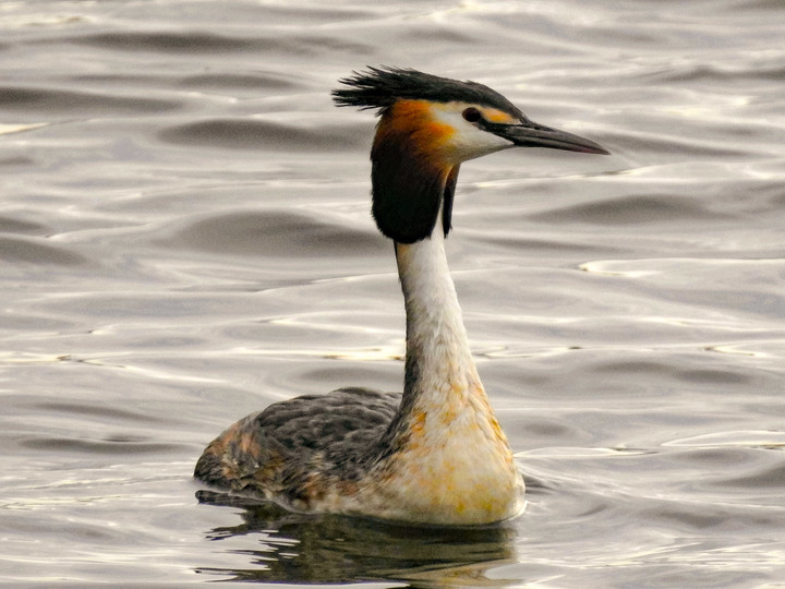 Perkoz dwuczuby (Podiceps cristatus)