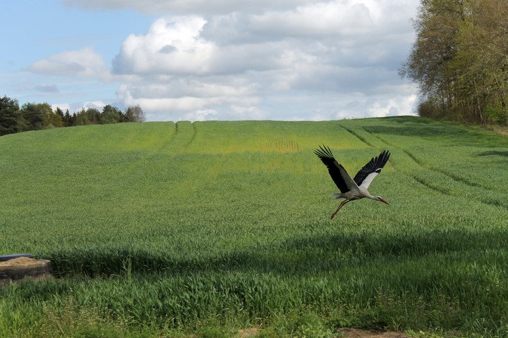 okolice Fromborka_17-05-2020