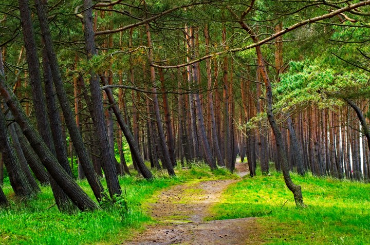 Plaża pełna ludzi, las pełen drzew