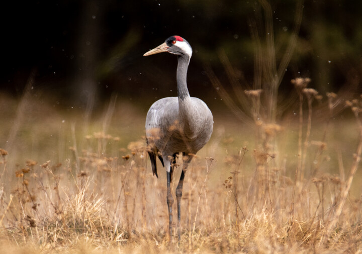 Żuraw (Grus grus)