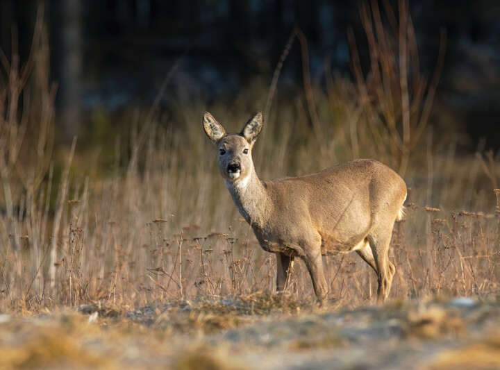 Sarna (Capreolus capreolus)