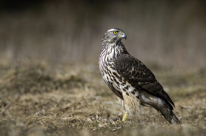 Pan na włościach (Jastrząb Accipiter gentilis)