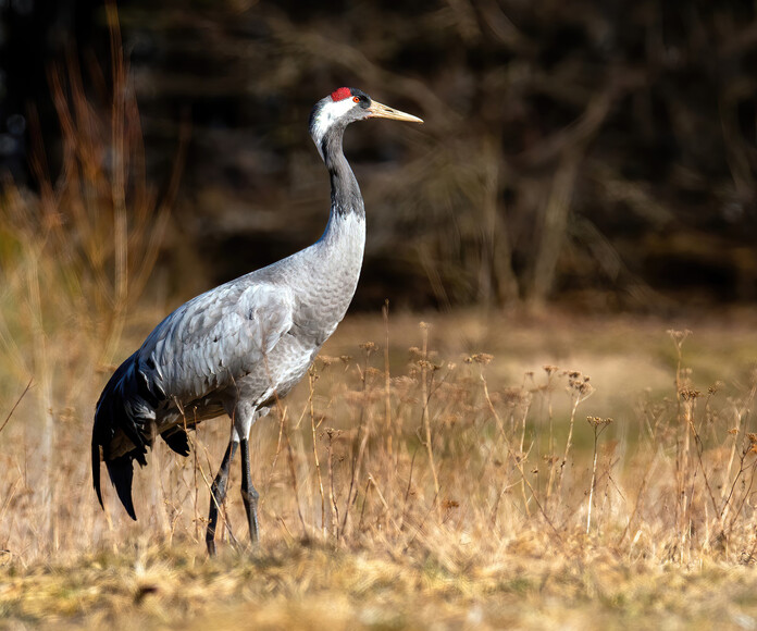 Żuraw (Grus grus)