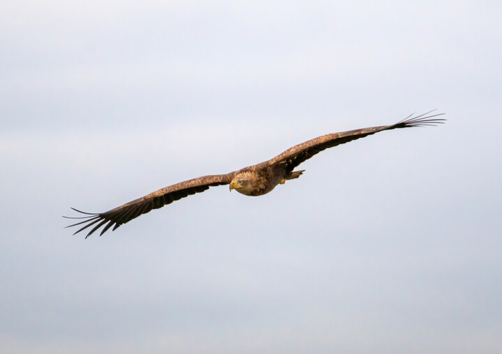 Król przestworzy (Bielik Haliaeetus albicilla)