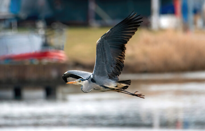 Czapla siwa (Ardea cinerea)