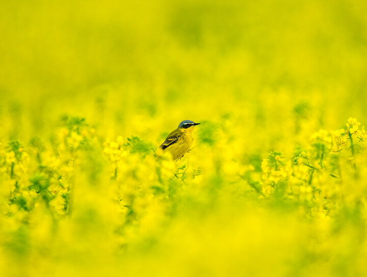 "Rzepiara" pliszka żółta (Motacilla flava)