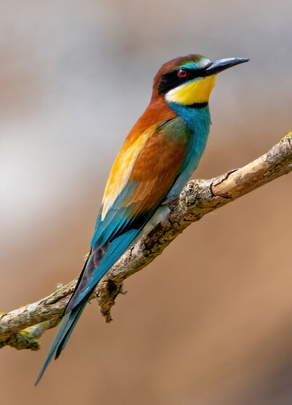 Żołna (Merops apiaster)