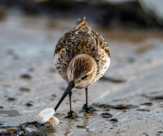 Biegus zmienny (Calidris alpina)