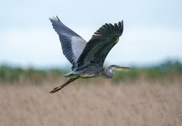 Czapla siwa (Ardea cinerea)