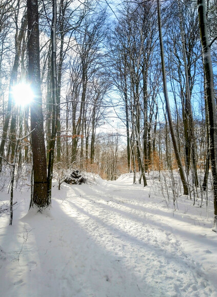 Słoneczna Bażantarnia