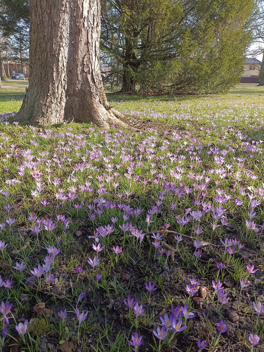 Krokusiki