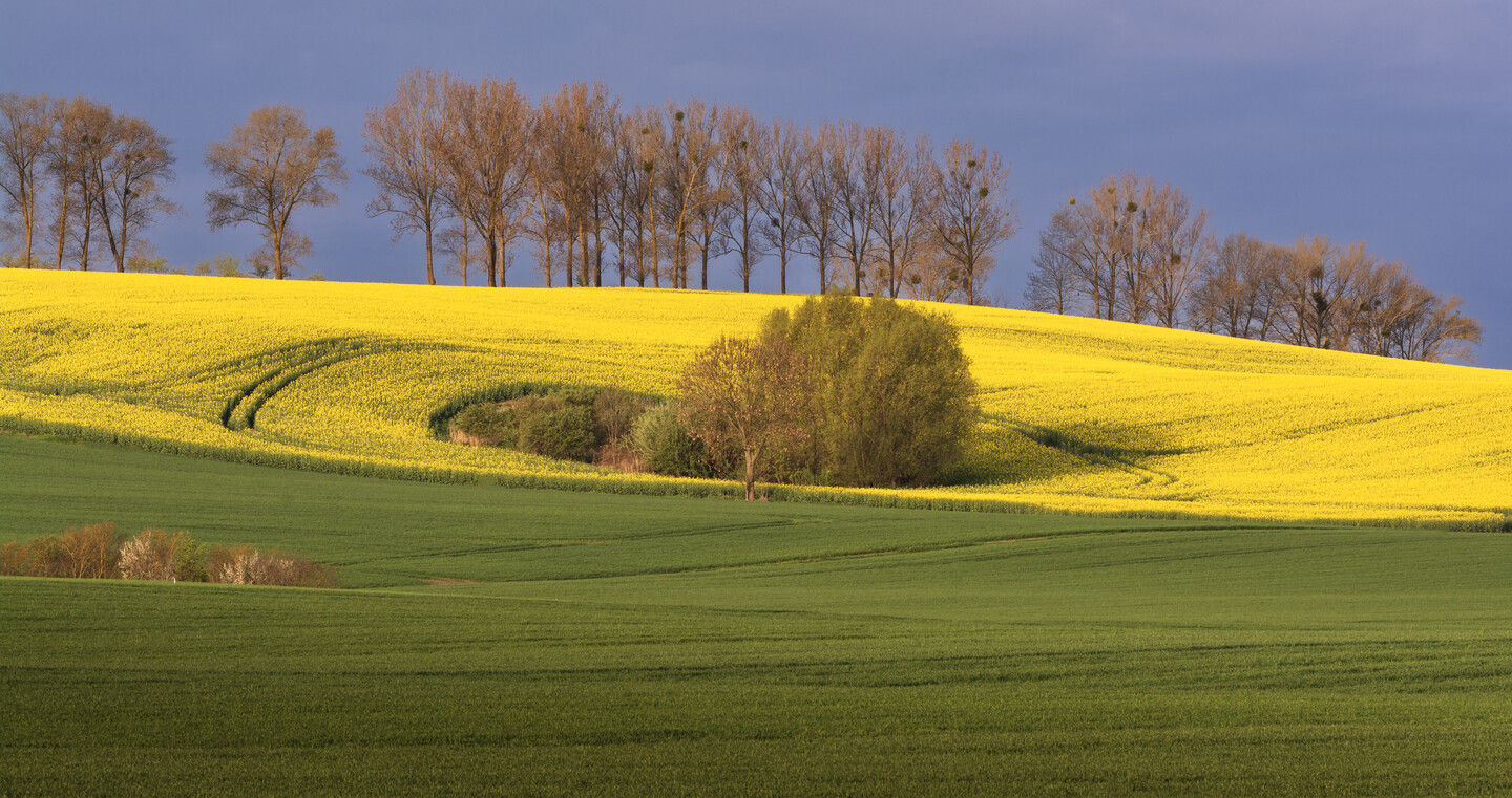 Zielone  i żółte.