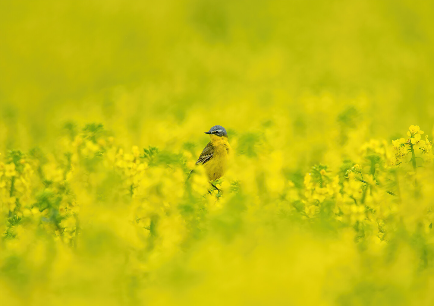 Pliszka żółta (Motacilla flava)