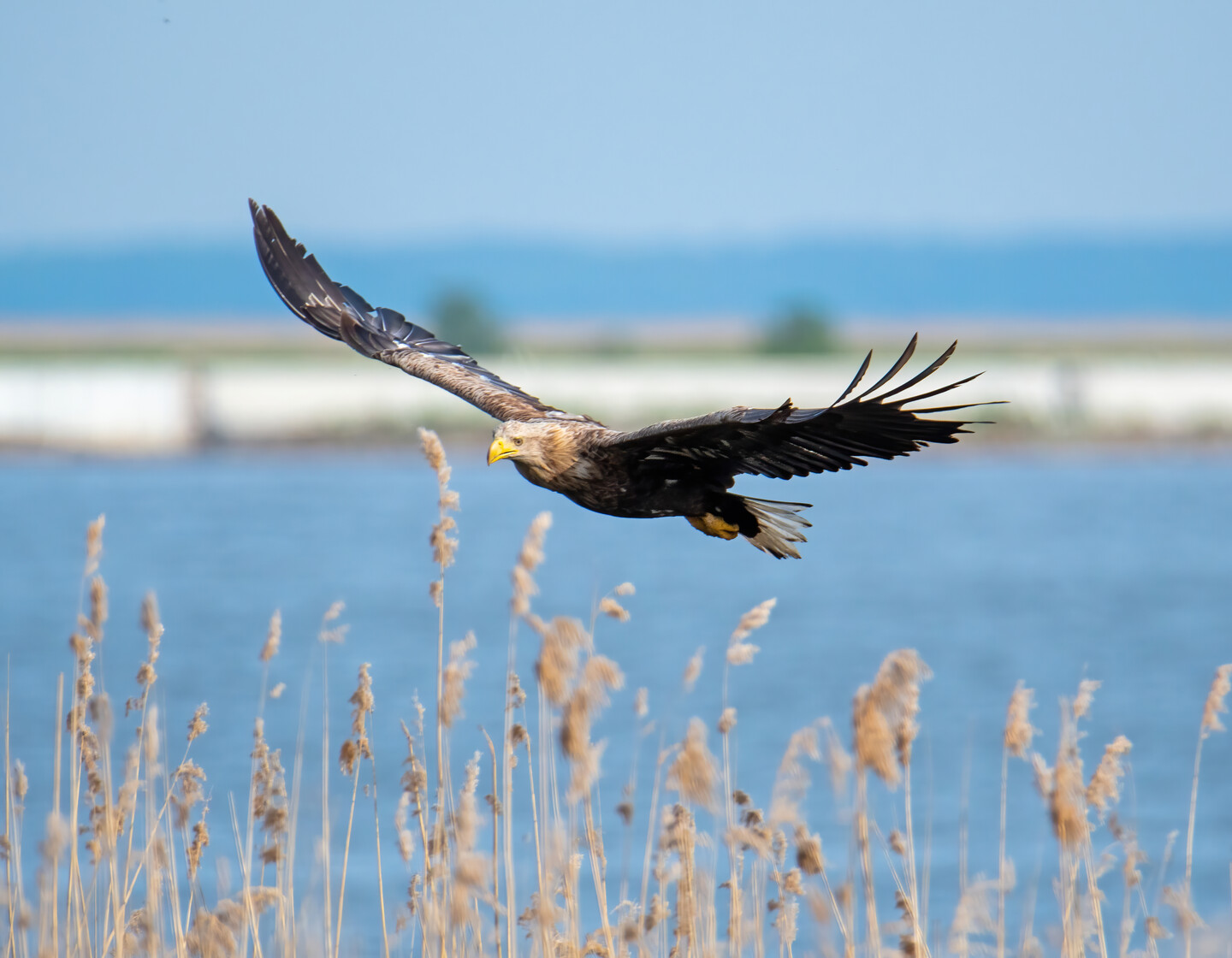 Król trzcinowiska-bielik (Haliaeetus albicilla)