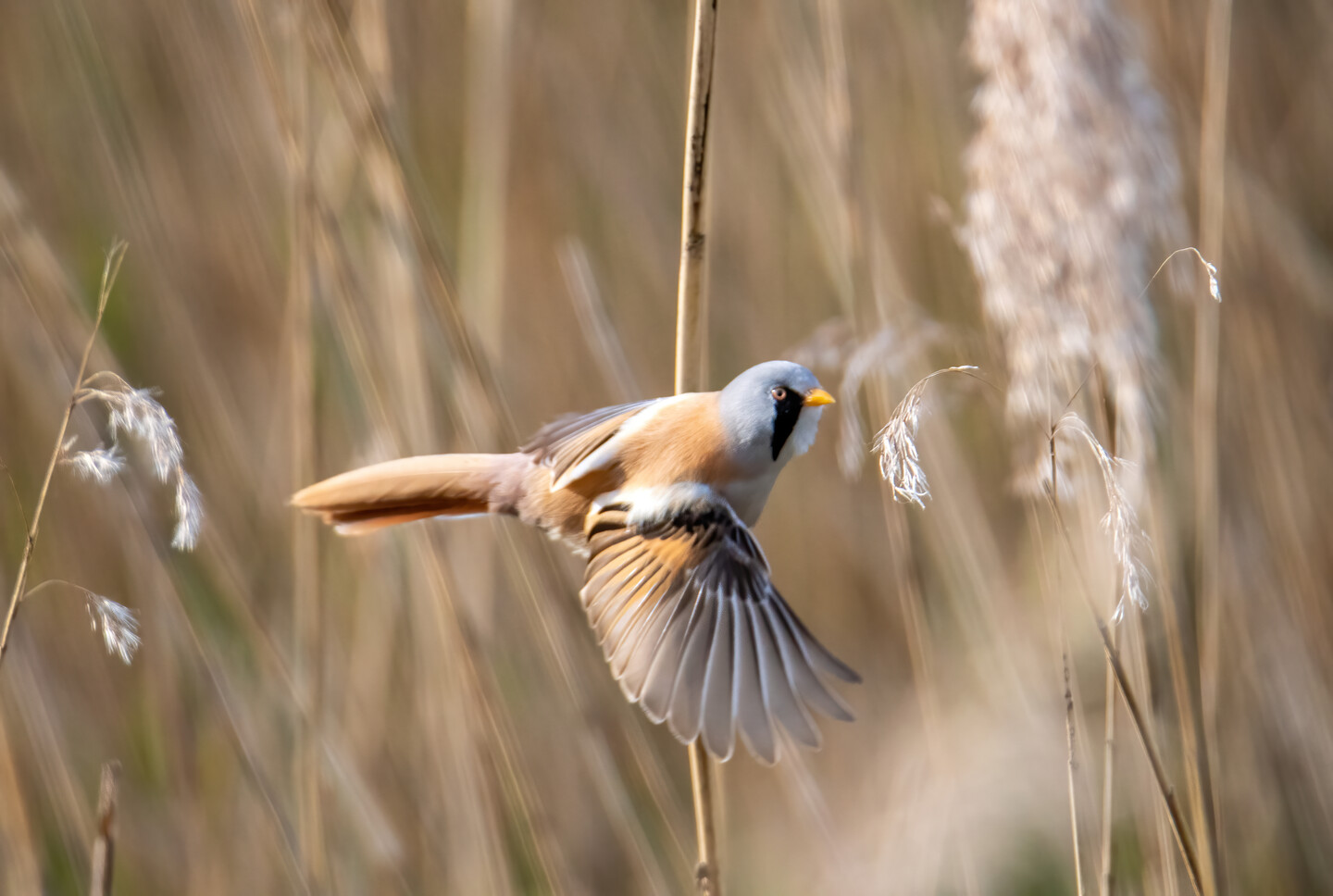 Pierzasta ulotność 2 -Wąsatka (Panurus biarmicus)