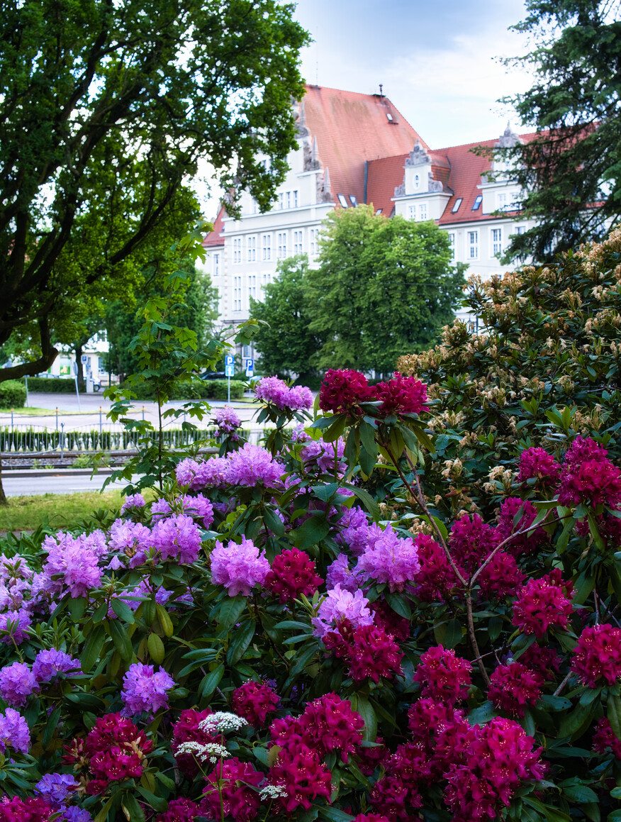 Rododendrony