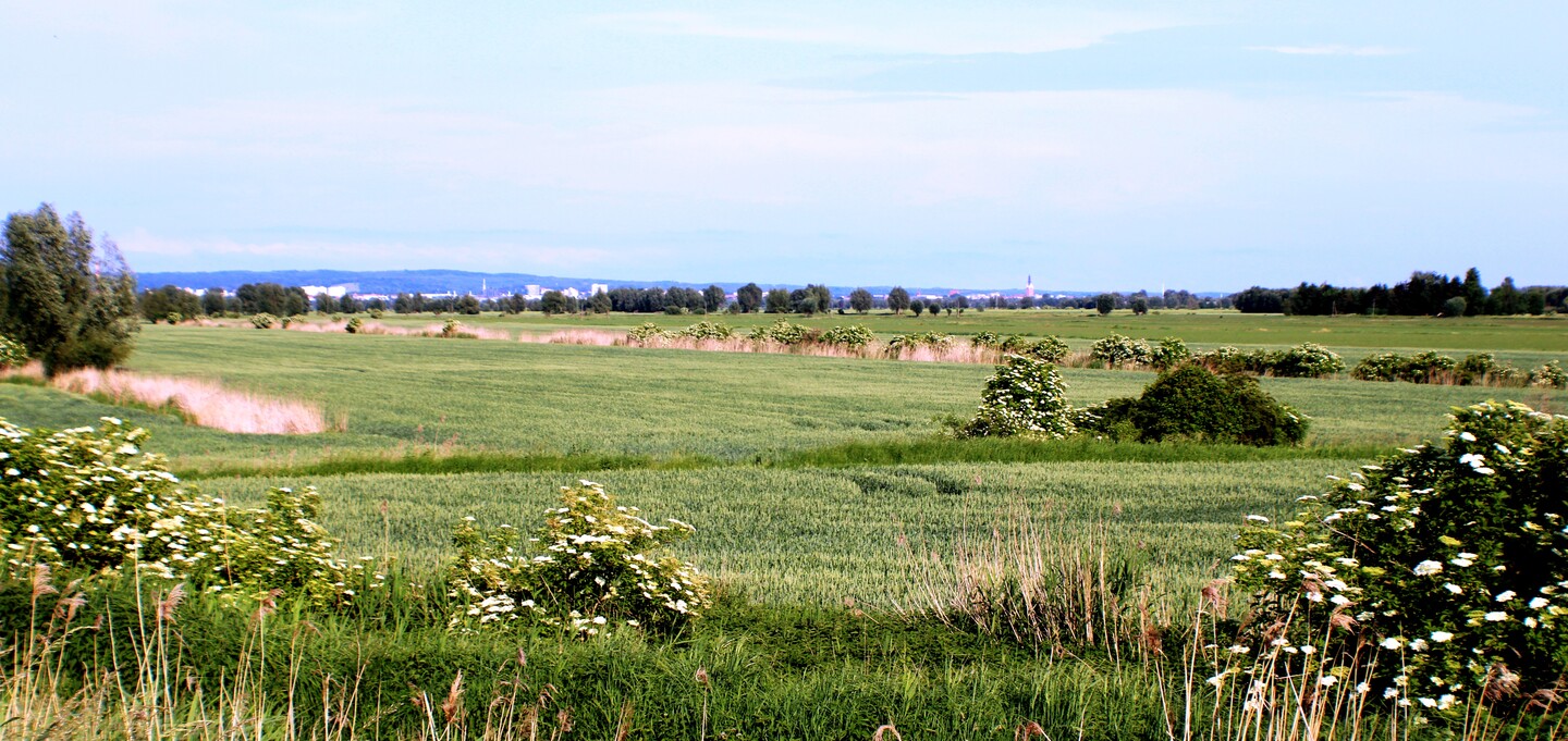 Żuławska panorama.