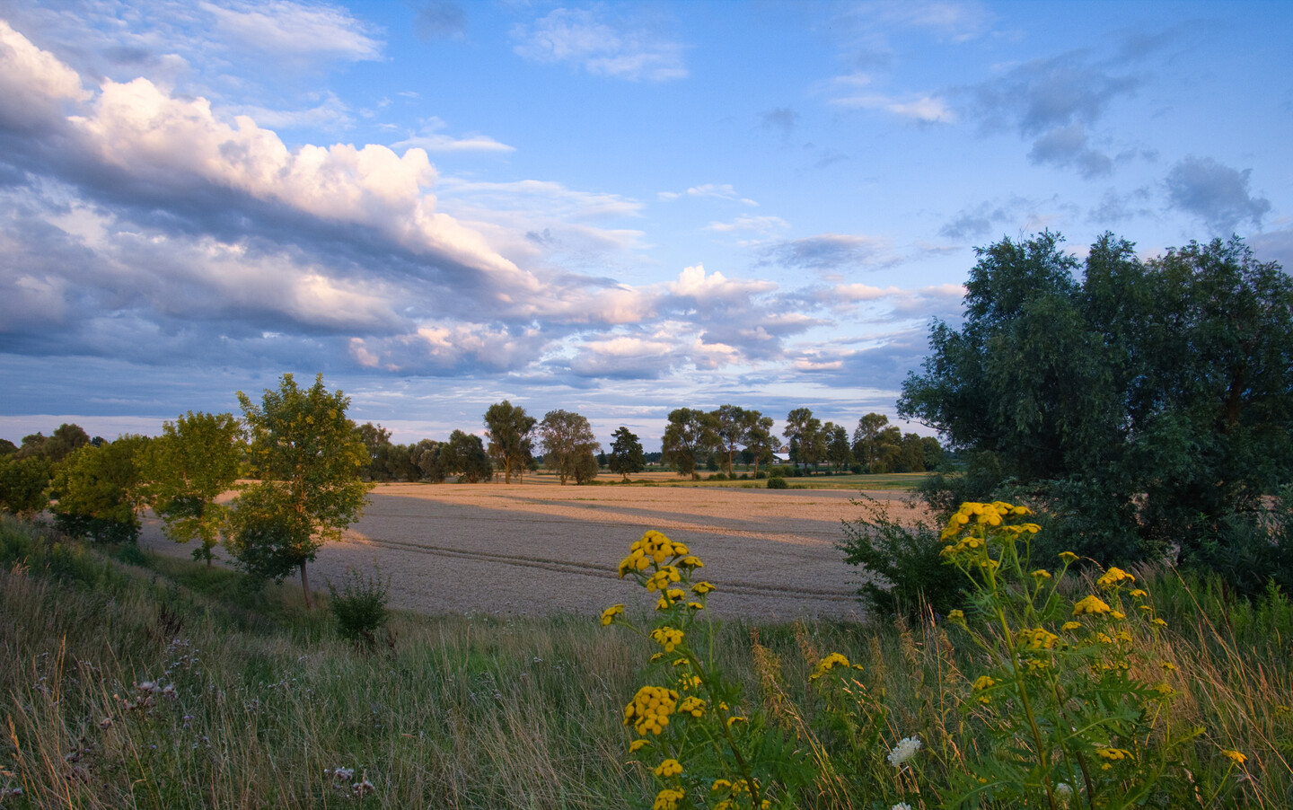 Krajobraz żuławski