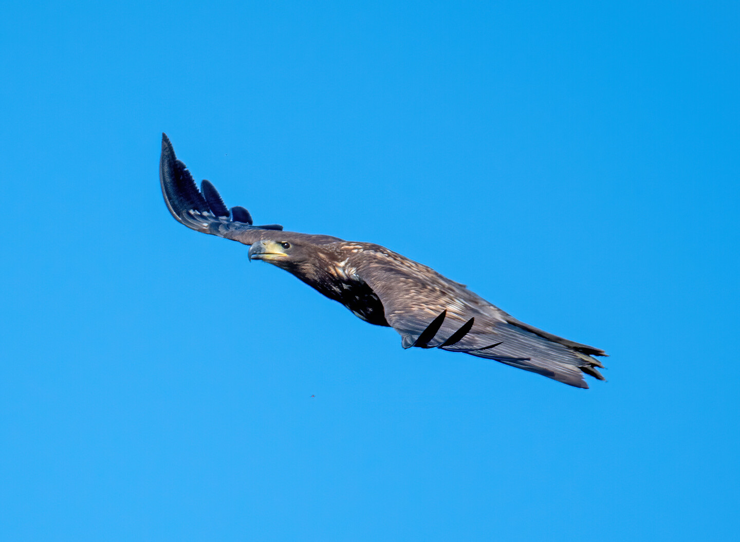 Młody bielik (Haliaeetus albicilla)