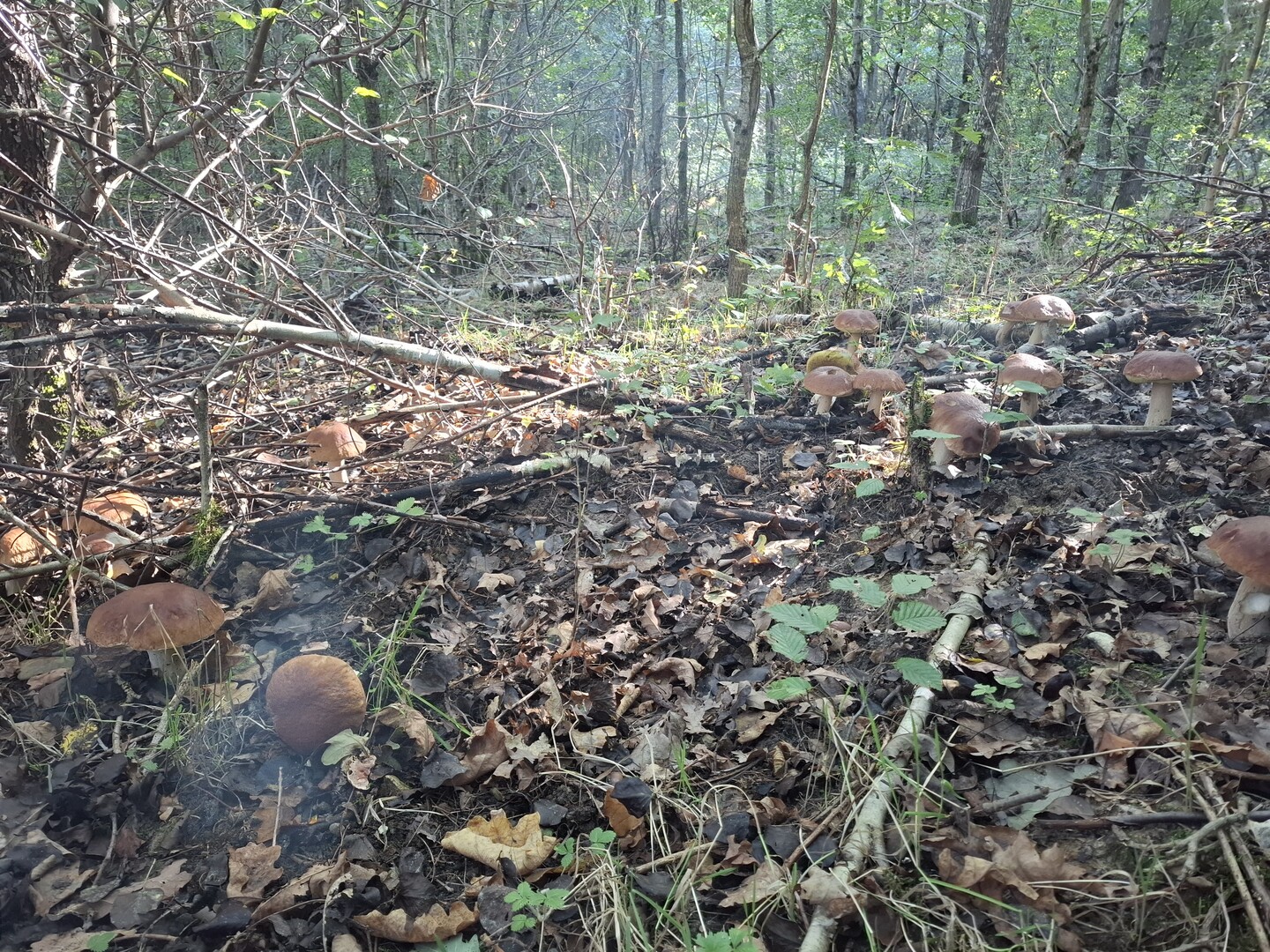 Boletus betulicola