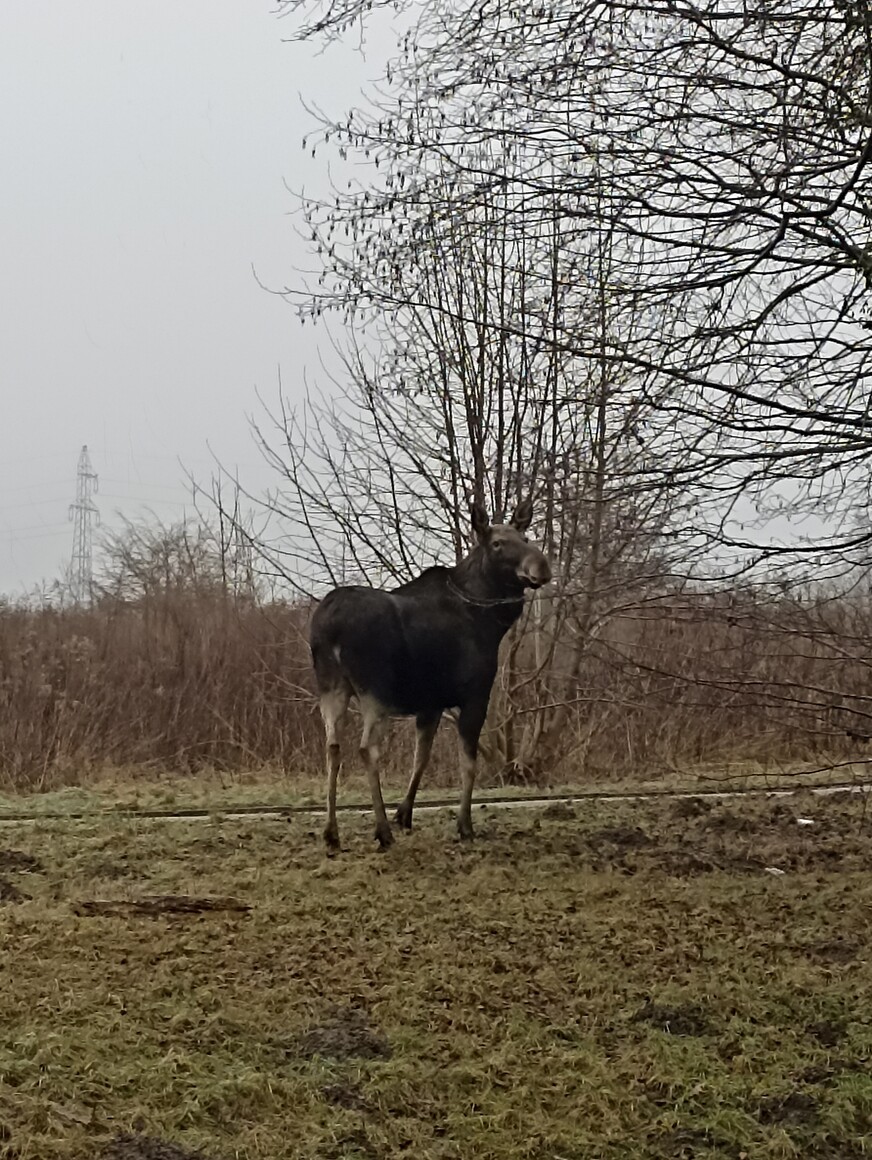 Taki ze mnie łoś