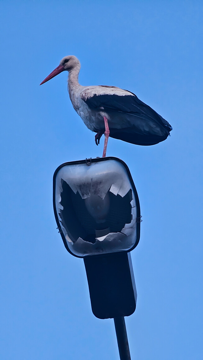 Lampa zgasła, a natura świeci dalej