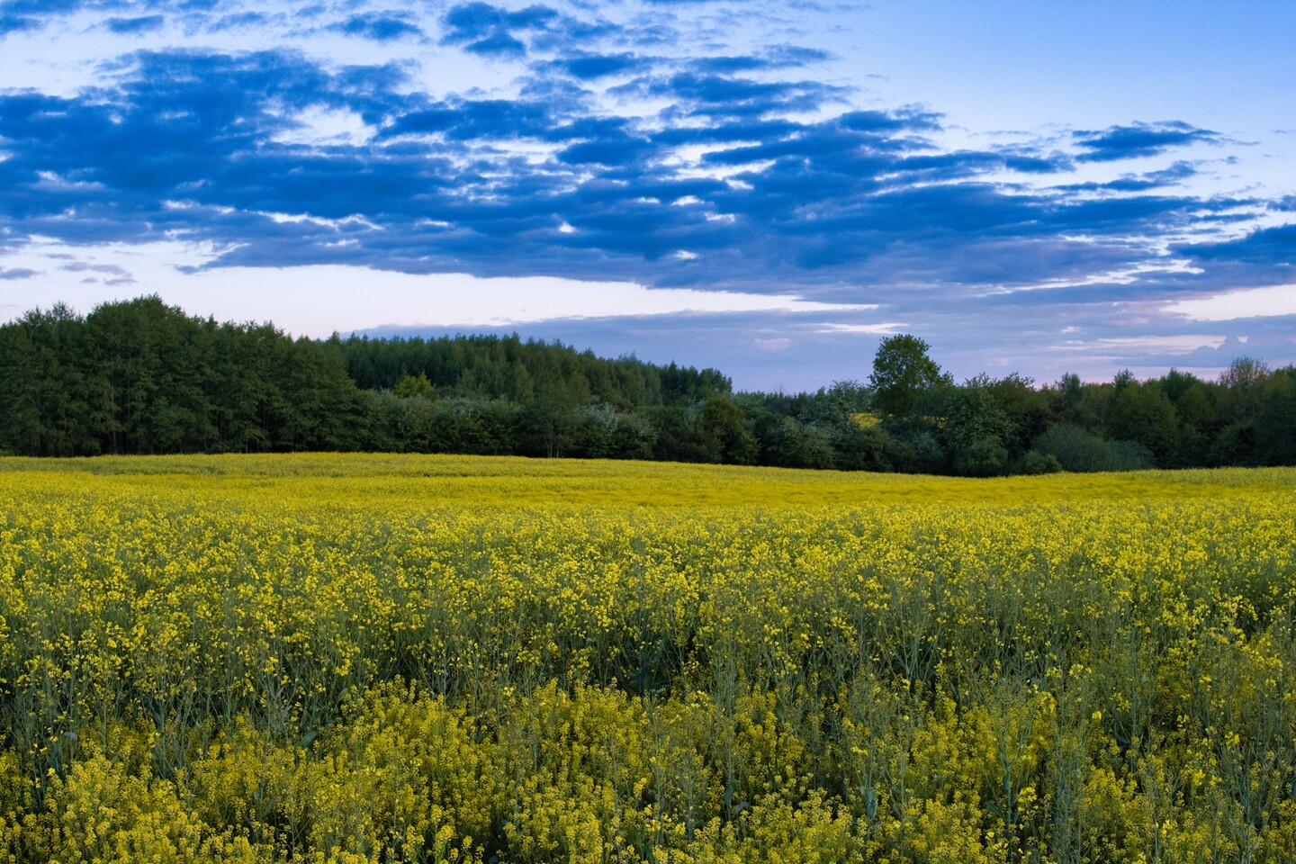 Modrzewina