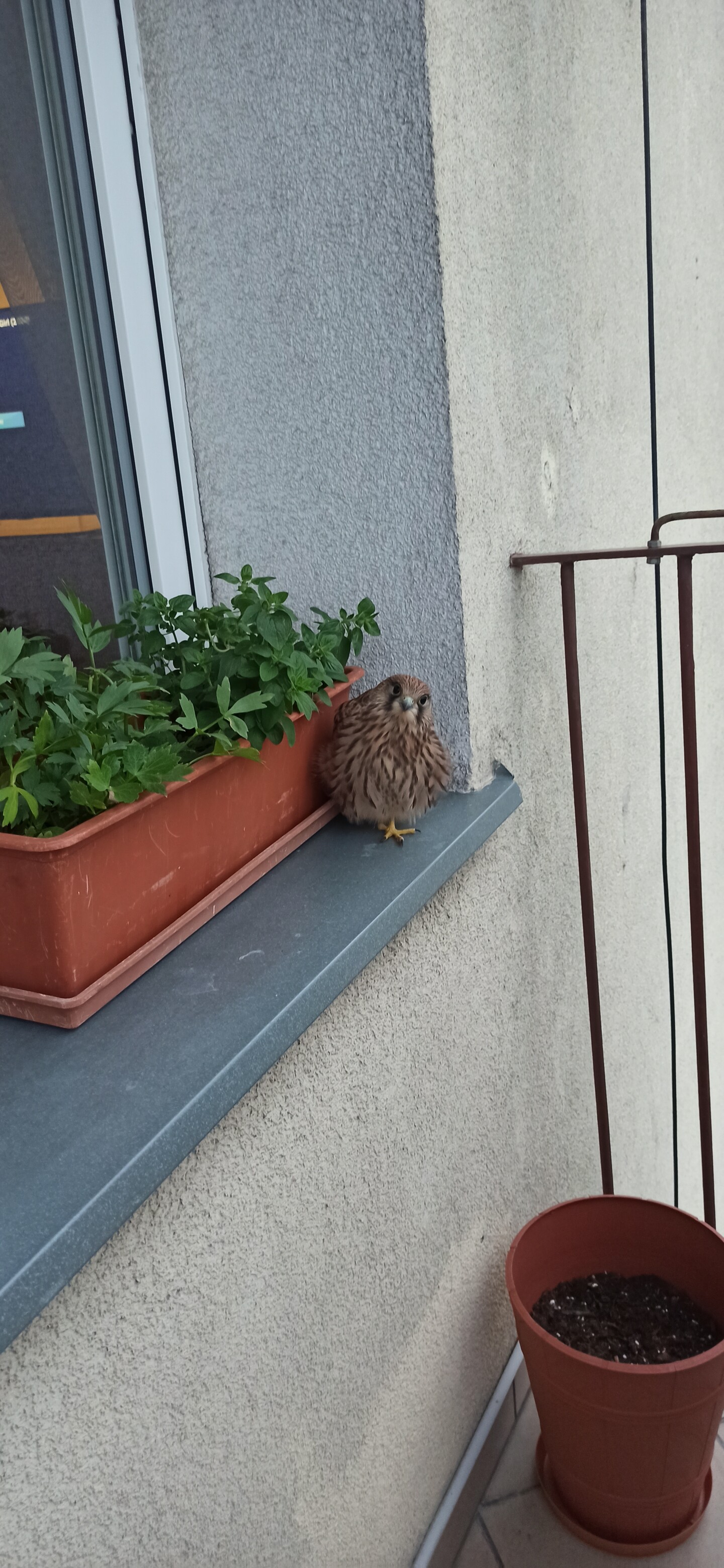 Odpoczywająca pustułka na naszym parapecie