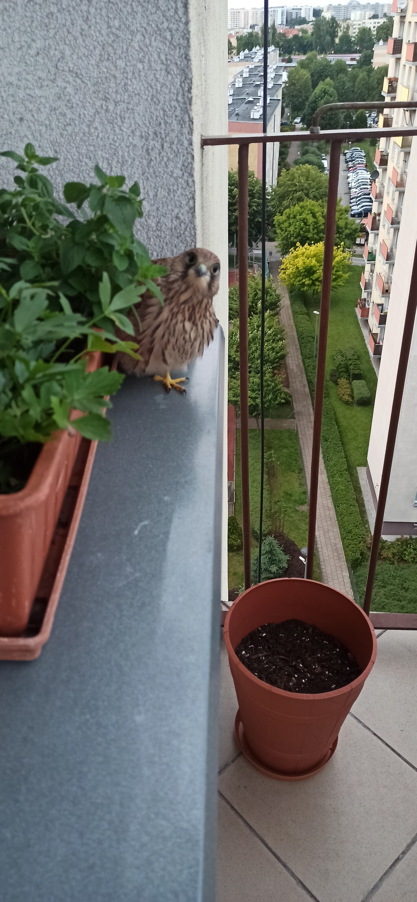 Ciekawie przyglądająca się pustułka