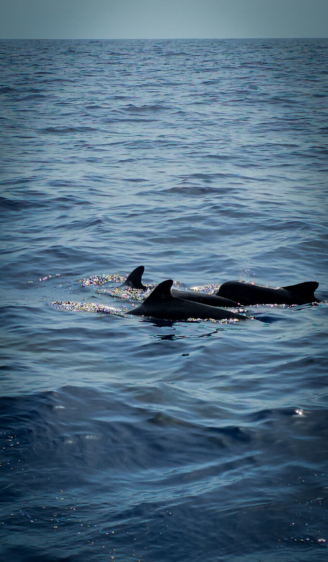 „Delfiny na wolności - Teneryfa, ocean, chwila.”