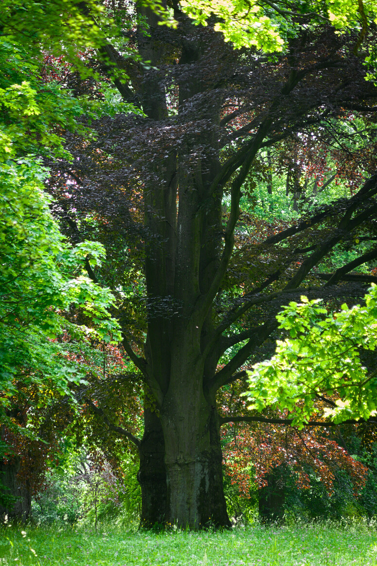 Król