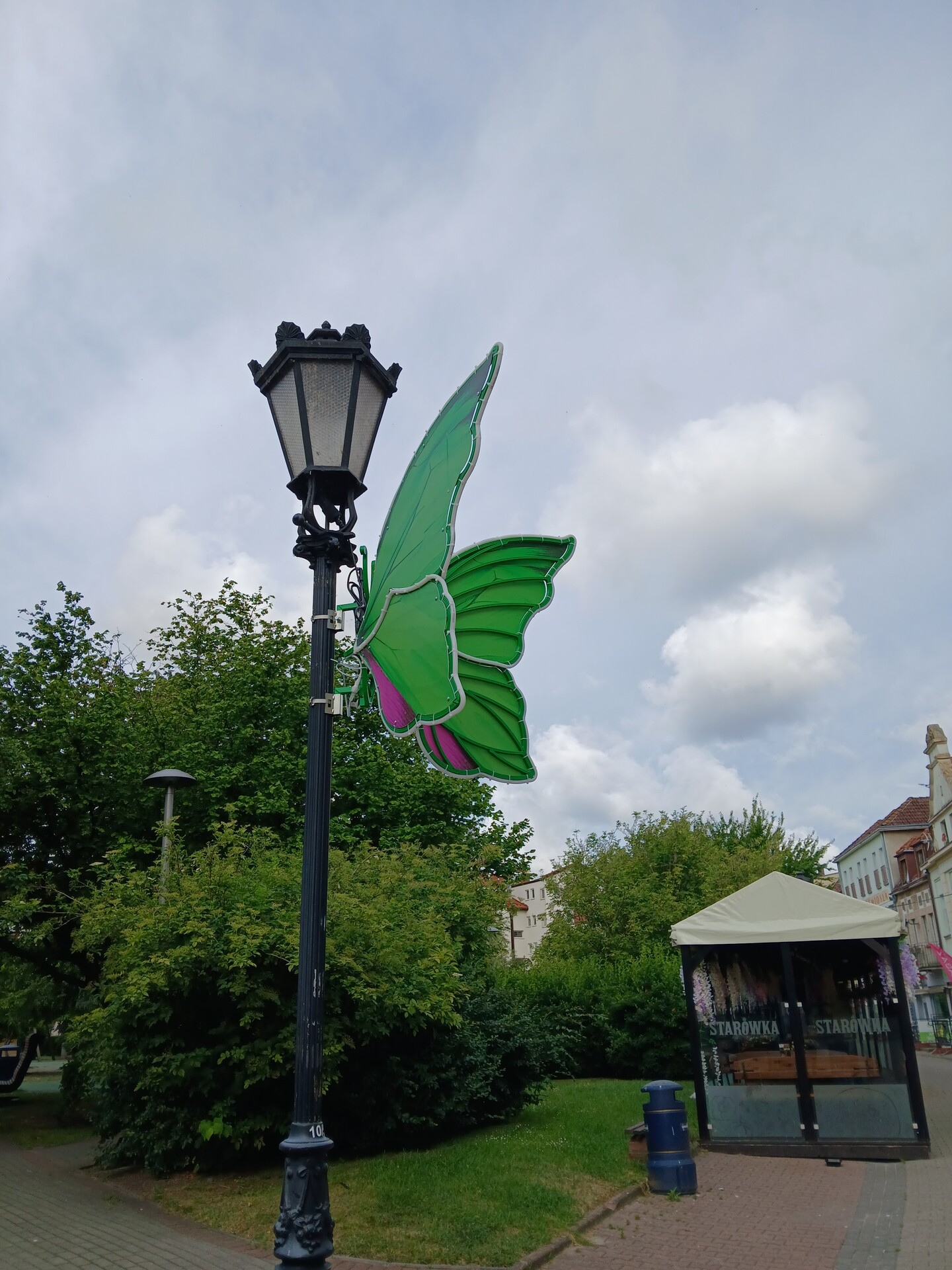 Motyl w Kołobrzegu