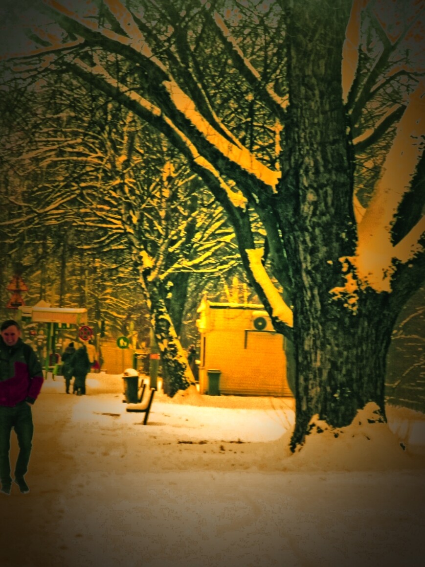 Drzewo