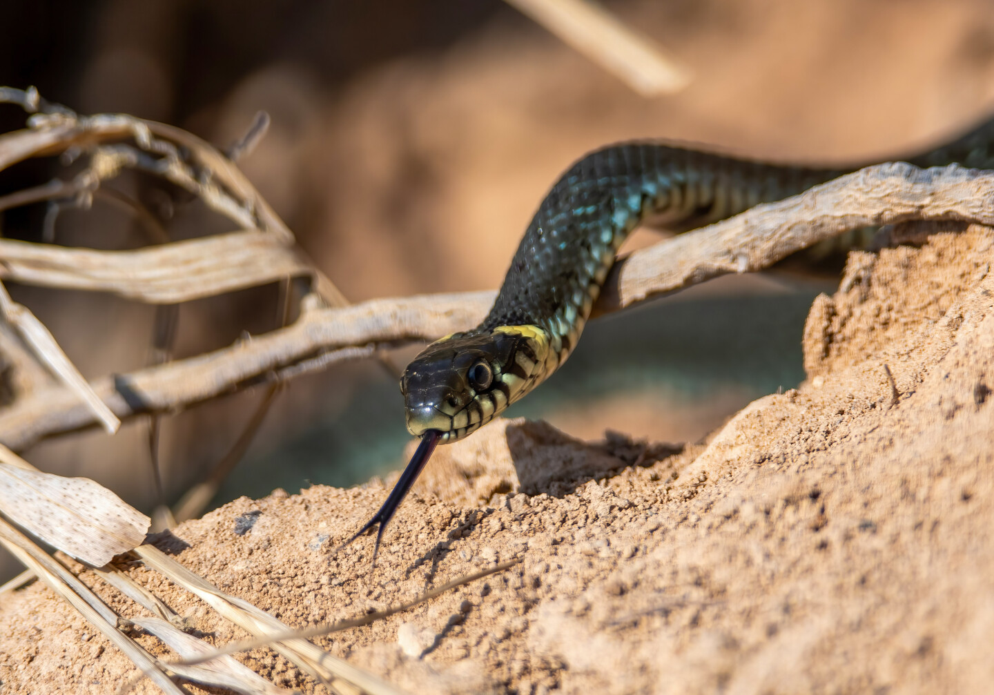 Zaskroniec (Natrix Natrix)