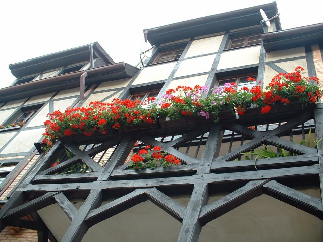 Pelargonie