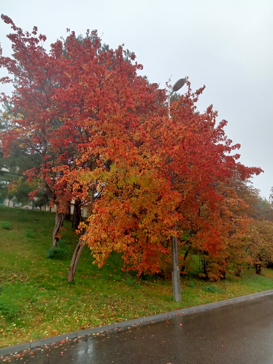 Piękne Barwy Jesieni