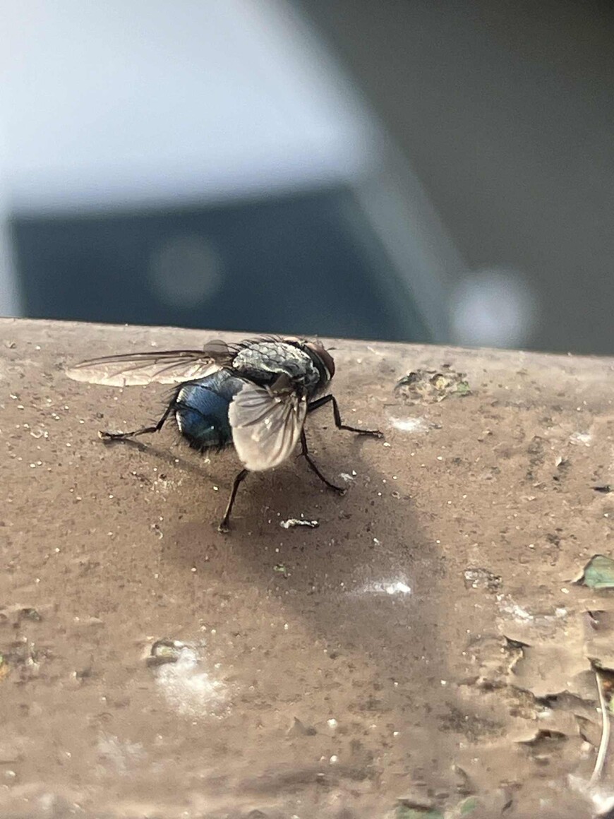 Gotowi... do startu.. Mucha!